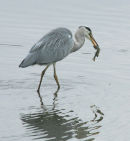 Grey Heron with fish